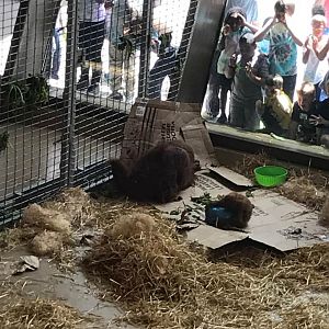 International Orangutan Center