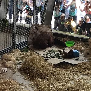 International Orangutan Center