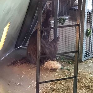 International Orangutan Center