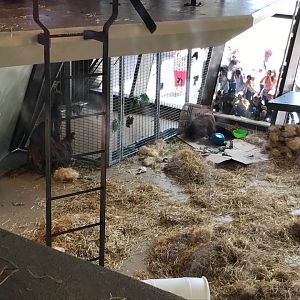 International Orangutan Center