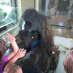 International Orangutan Center