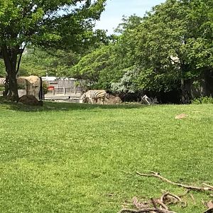 Plains- Grant's Zebra, Greater Kudu, Wildebeest, Ostrich, Vulture, Marabou Stork