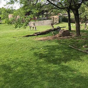 Plains- Grant's Zebra, Greater Kudu, Wildebeest, Ostrich, Vulture, Marabou Stork