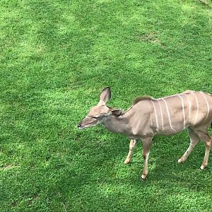 Plains- Grant's Zebra, Greater Kudu, Wildebeest, Ostrich, Vulture, Marabou Stork