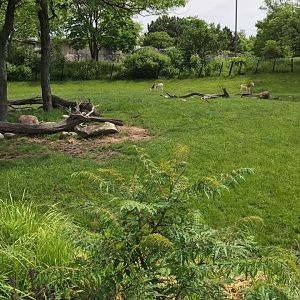 Plains- Reticulated Giraffe, Addra Gazelle