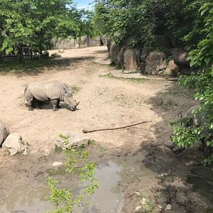 Plains- White Rhinoceros