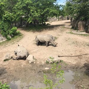 Plains- White Rhinoceros