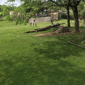 Plains- Grant's Zebra, Greater Kudu, Wildebeest, Ostrich, Vulture, Marabou Stork