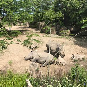 Plains- White Rhinoceros