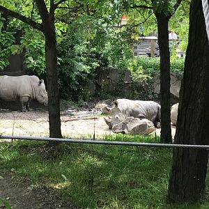Plains- White Rhinoceros