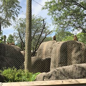 Plains- Guinea Baboon