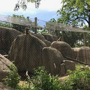 Plains- Guinea Baboon