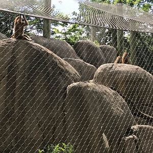 Plains- Guinea Baboon