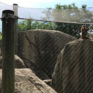 Plains- Guinea Baboon