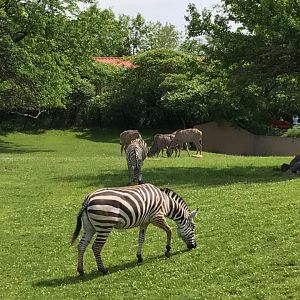 Plains- Grant's Zebra, Greater Kudu, Wildebeest, Ostrich, Vulture, Marabou Stork