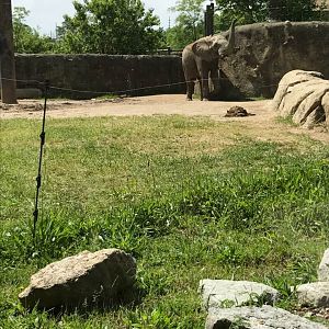 Plains- African Elephant
