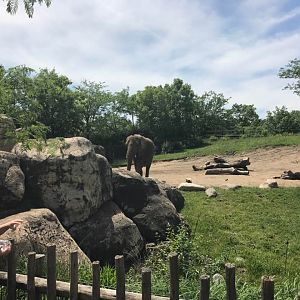 Plains- African Elephant