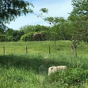 Plains- African Elephant