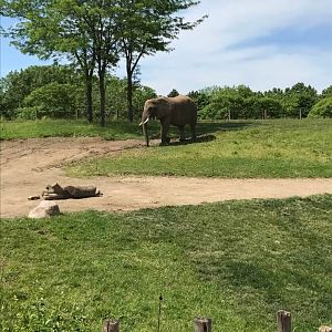 Plains- African Elephant