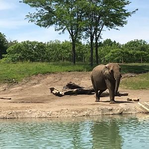 Plains- African Elephant