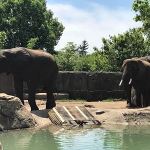 Plains- African Elephant