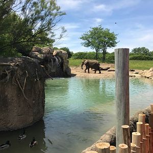 Plains- African Elephant
