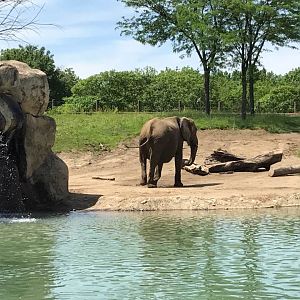Plains- African Elephant