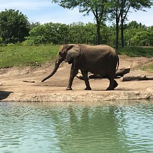 Plains- African Elephant