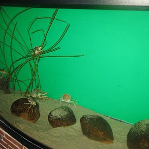 Fiskeri- og Søfartsmuseet - Crab tank