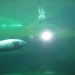 Fiskeri- og Søfartsmuseet - Sealarium