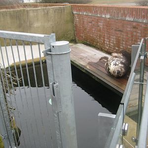 Fiskeri- og Søfartsmuseet - Sealarium - Secondary pool/enclosure