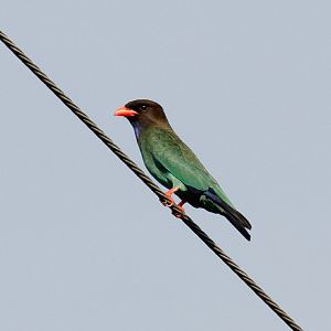 Dollarbird