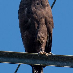 Changeable Hawk-eagle
