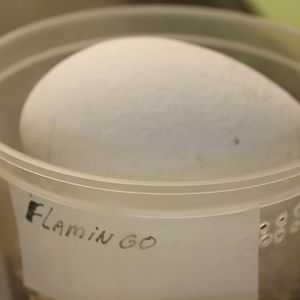 Egg Flamingo