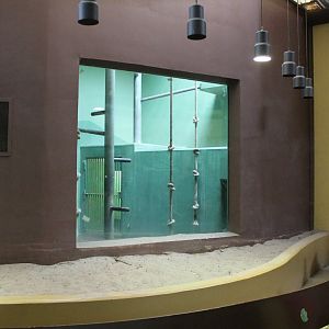 Indoor-enclosure White-naped mangabey