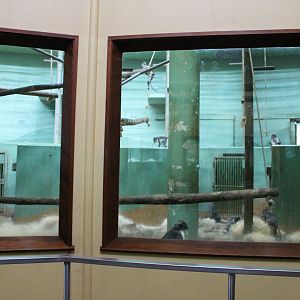 Indoor-enclosure White-naped mangabey