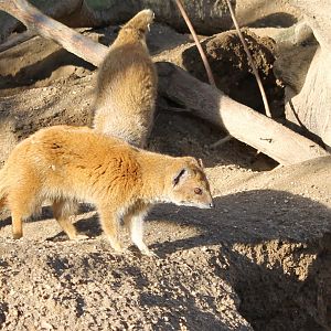 Yellow mongooses