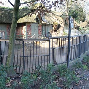 Enclosure Yellow mongoose