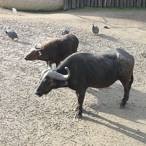 Cape buffalo's - Guineafowl - Cattle egrets