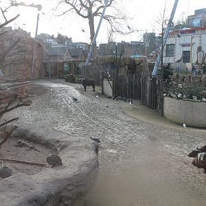 View in Cape buffalo-enclosure
