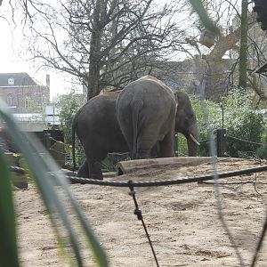 Asian elephants