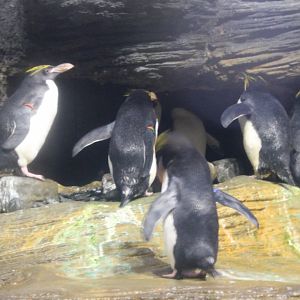 Rockhopper penguins