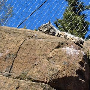 New Snow Leopard