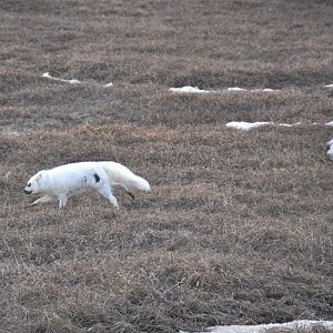 Arctic Fox.  May 2017.