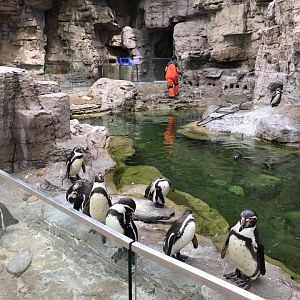 Penguin and Puffin Coast- Humboldt Penguin