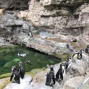 Penguin and Puffin Coast- Humboldt Penguin
