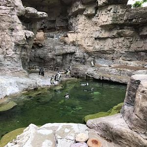 Penguin and Puffin Coast- Humboldt Penguin
