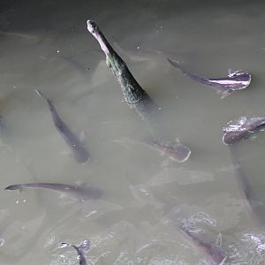 Pangasius catfish