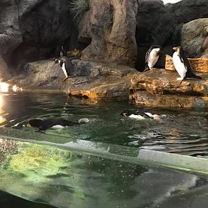 Penguin and Puffin Coast