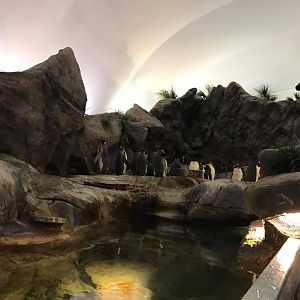 Penguin and Puffin Coast